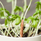 Samenbleistift Sprout in 10 Sorten